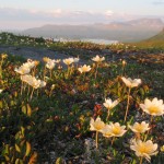Fjällsippa (Dryas octopetala)